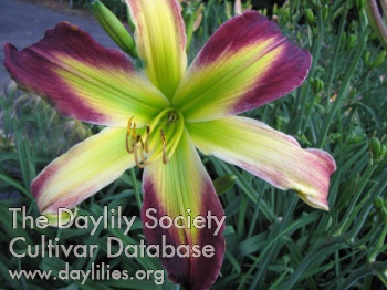 Daylily Second Star to the Right